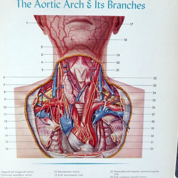 VINTAGE 1956 ATLAS OF NORMAL ANATOMY ILLUSTRATED SPIRAL BOUND ODDITY - Picture 5 of 11